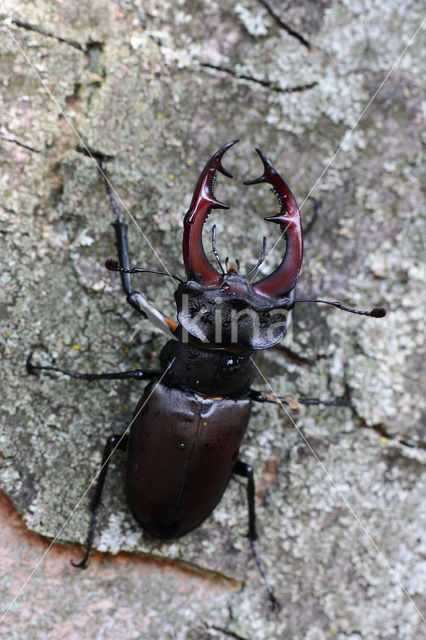 Vliegend hert (Lucanus cervus)