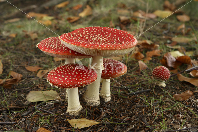 Vliegenzwam (Amanita muscaria)