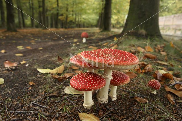 Vliegenzwam (Amanita muscaria)