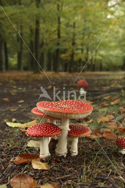 Vliegenzwam (Amanita muscaria)