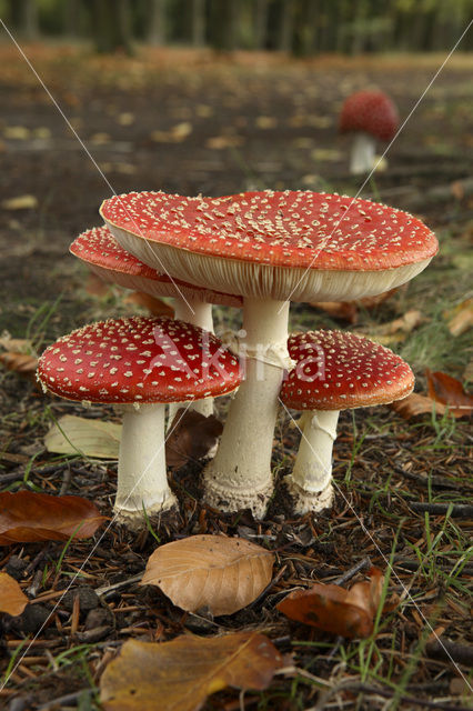 Vliegenzwam (Amanita muscaria)