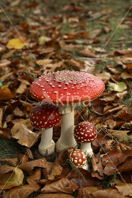 Vliegenzwam (Amanita muscaria)