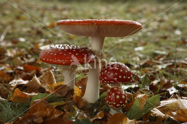 Vliegenzwam (Amanita muscaria)