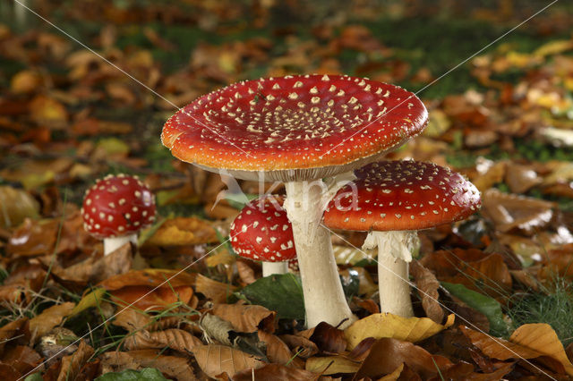 Vliegenzwam (Amanita muscaria)