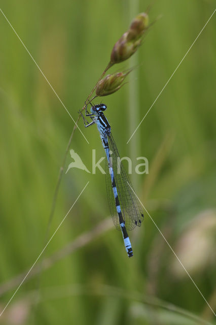 Vogelwaterjuffer (Coenagrion ornatum)