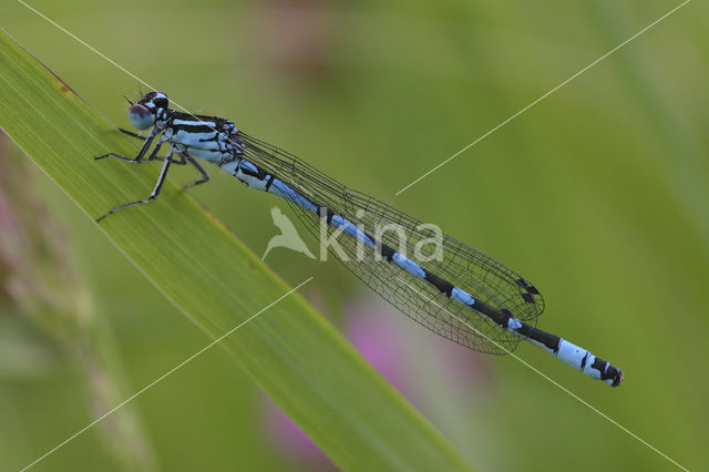 Vogelwaterjuffer (Coenagrion ornatum)