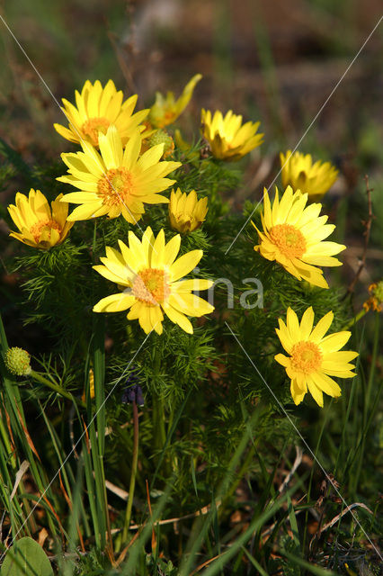 Voorjaarsadonis (Adonis vernalis)