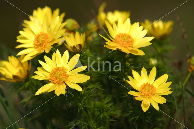 Voorjaarsadonis (Adonis vernalis)