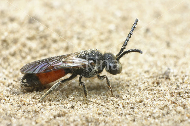 Wafelbloedbij (Sphecodes scabricollis)