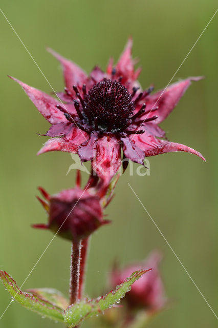 Wateraardbei (Potentilla palustris)