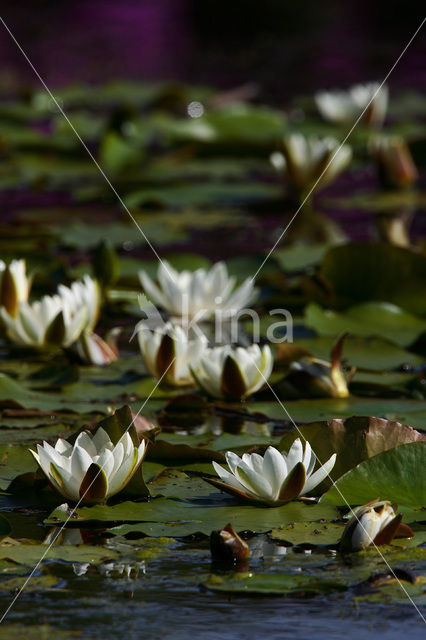 Waterlelie (Nymphaea hybride)