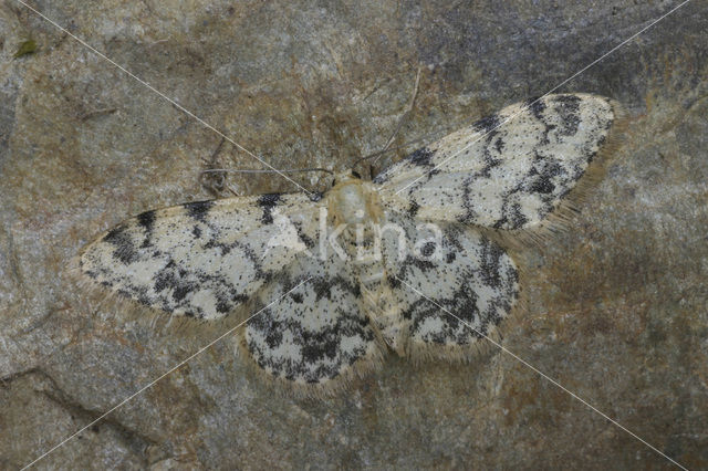 Weaver’s Wave (Idaea contiguaria)