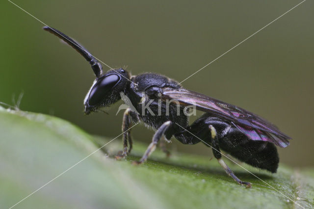 Weidemaskerbij (Hylaeus gibbus)