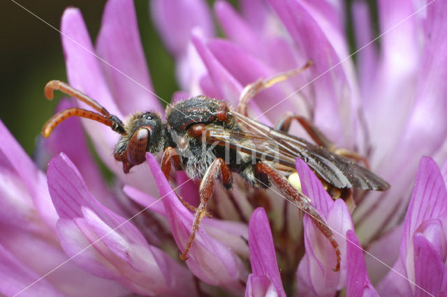 Wespbij (Nomada villosa)