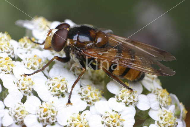 Wespreus (Volucella inanis)