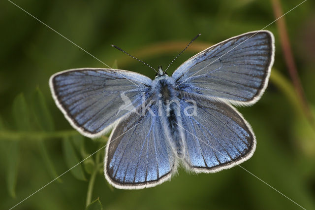 Wikkeblauwtje (Polyommatus amandus)