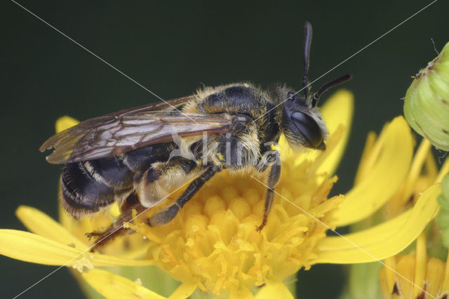 Wimperflankzandbij (Andrena dorsata)