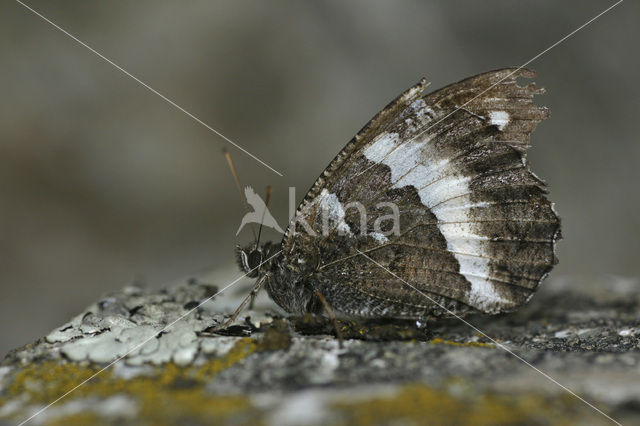 Great Banded Grayling (Brintesia circe)