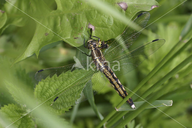 Witpuntoeverlibel (Orthetrum albistylum)