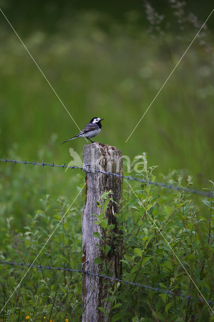 Witte Kwikstaart (Motacilla alba)