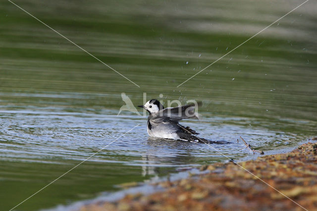 Witte Kwikstaart (Motacilla alba)