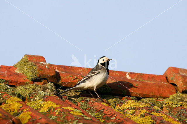 Witte Kwikstaart (Motacilla alba)