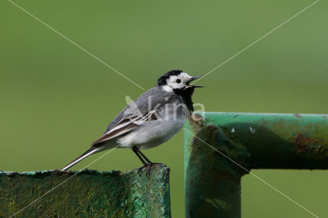 Witte Kwikstaart (Motacilla alba)