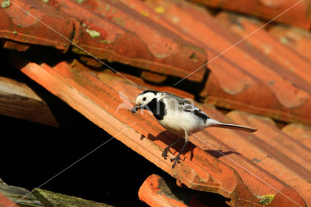 Witte Kwikstaart (Motacilla alba)