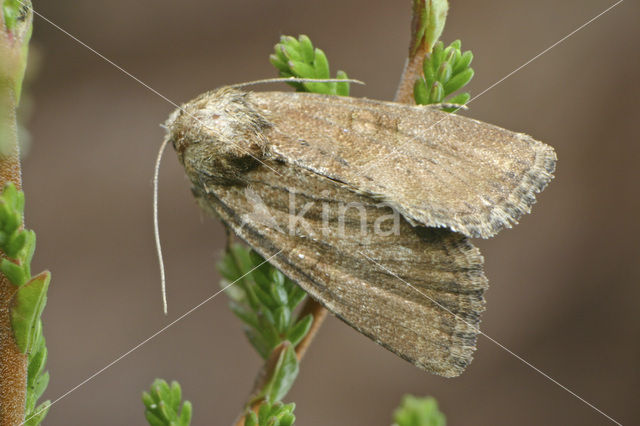 Zandhalmuiltje (Mesoligia furuncula)