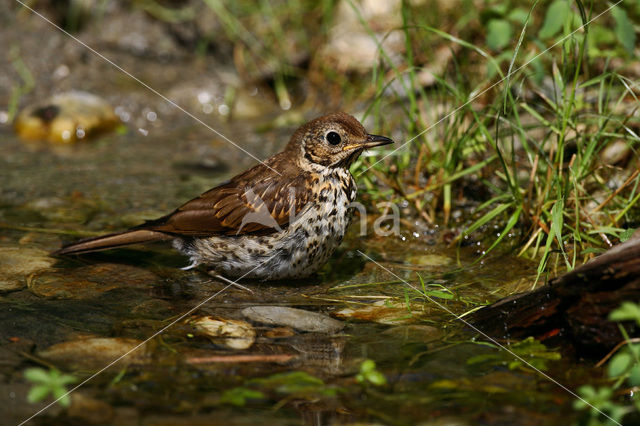 Zanglijster (Turdus philomelos)