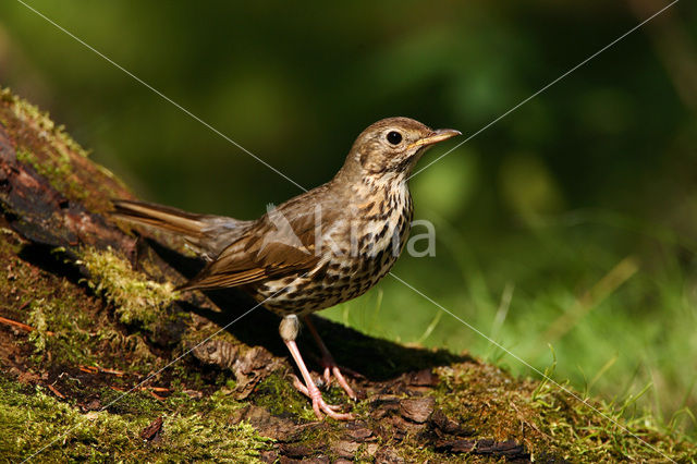 Zanglijster (Turdus philomelos)