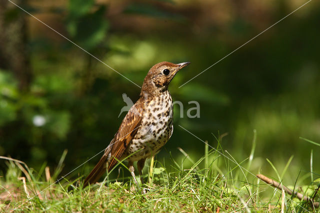 Zanglijster (Turdus philomelos)