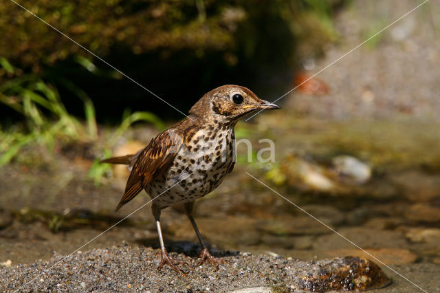 Zanglijster (Turdus philomelos)