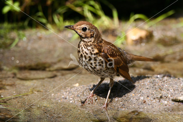 Zanglijster (Turdus philomelos)