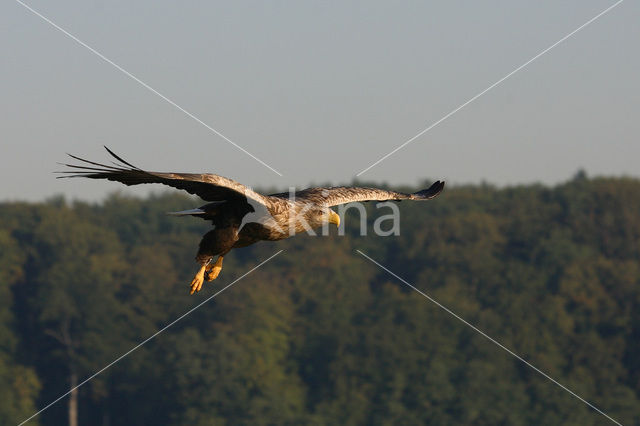 Zeearend (Haliaeetus albicilla)