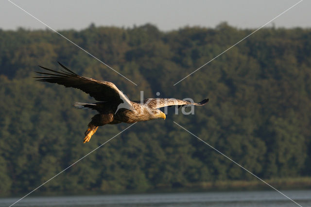 Zeearend (Haliaeetus albicilla)