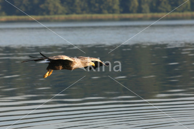 Zeearend (Haliaeetus albicilla)