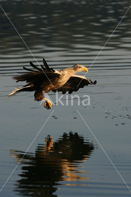 Zeearend (Haliaeetus albicilla)