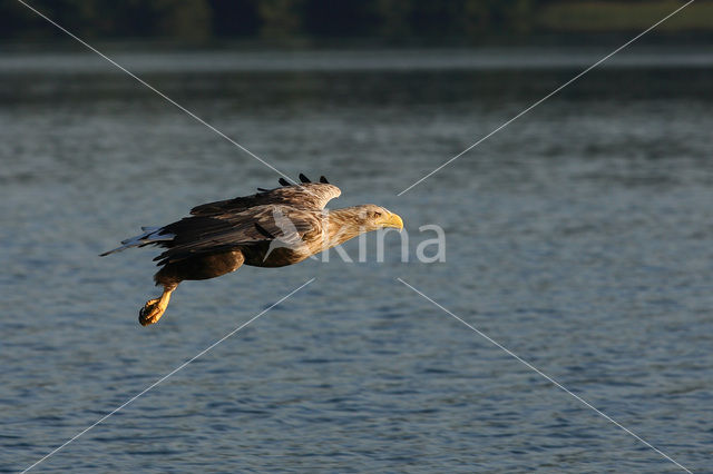 Zeearend (Haliaeetus albicilla)