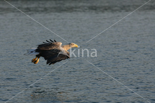 Zeearend (Haliaeetus albicilla)