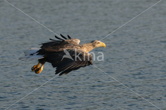 Zeearend (Haliaeetus albicilla)