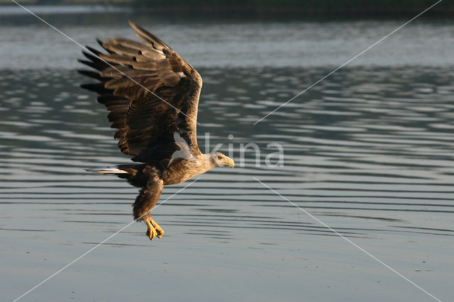 Zeearend (Haliaeetus albicilla)