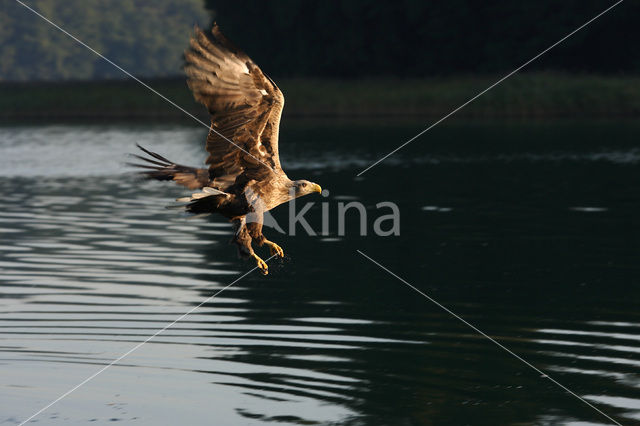 Zeearend (Haliaeetus albicilla)