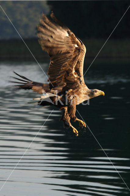 Zeearend (Haliaeetus albicilla)