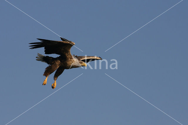 Zeearend (Haliaeetus albicilla)