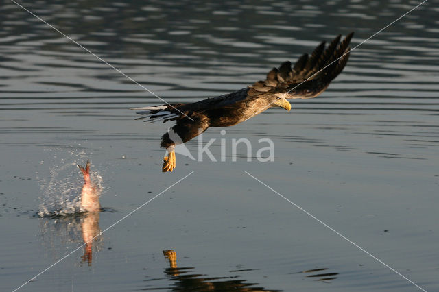 Zeearend (Haliaeetus albicilla)