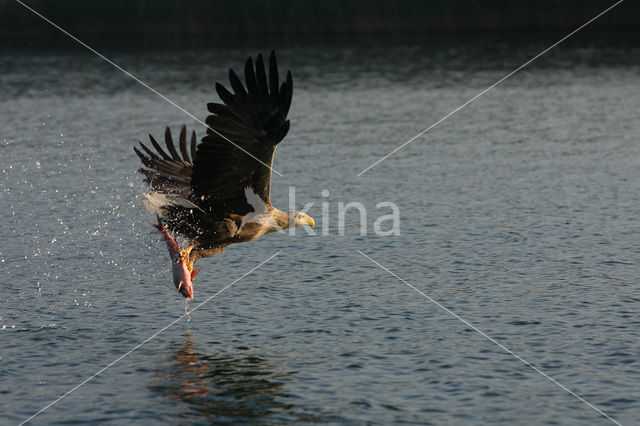 Zeearend (Haliaeetus albicilla)