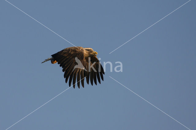 Zeearend (Haliaeetus albicilla)