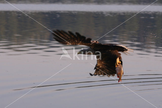 Zeearend (Haliaeetus albicilla)