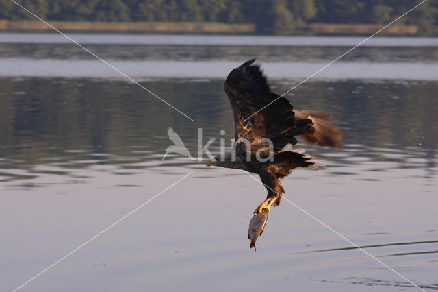 Zeearend (Haliaeetus albicilla)